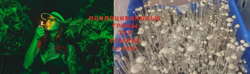 Галлюциногенные грибы Cubensis  где купить   Избербаш 